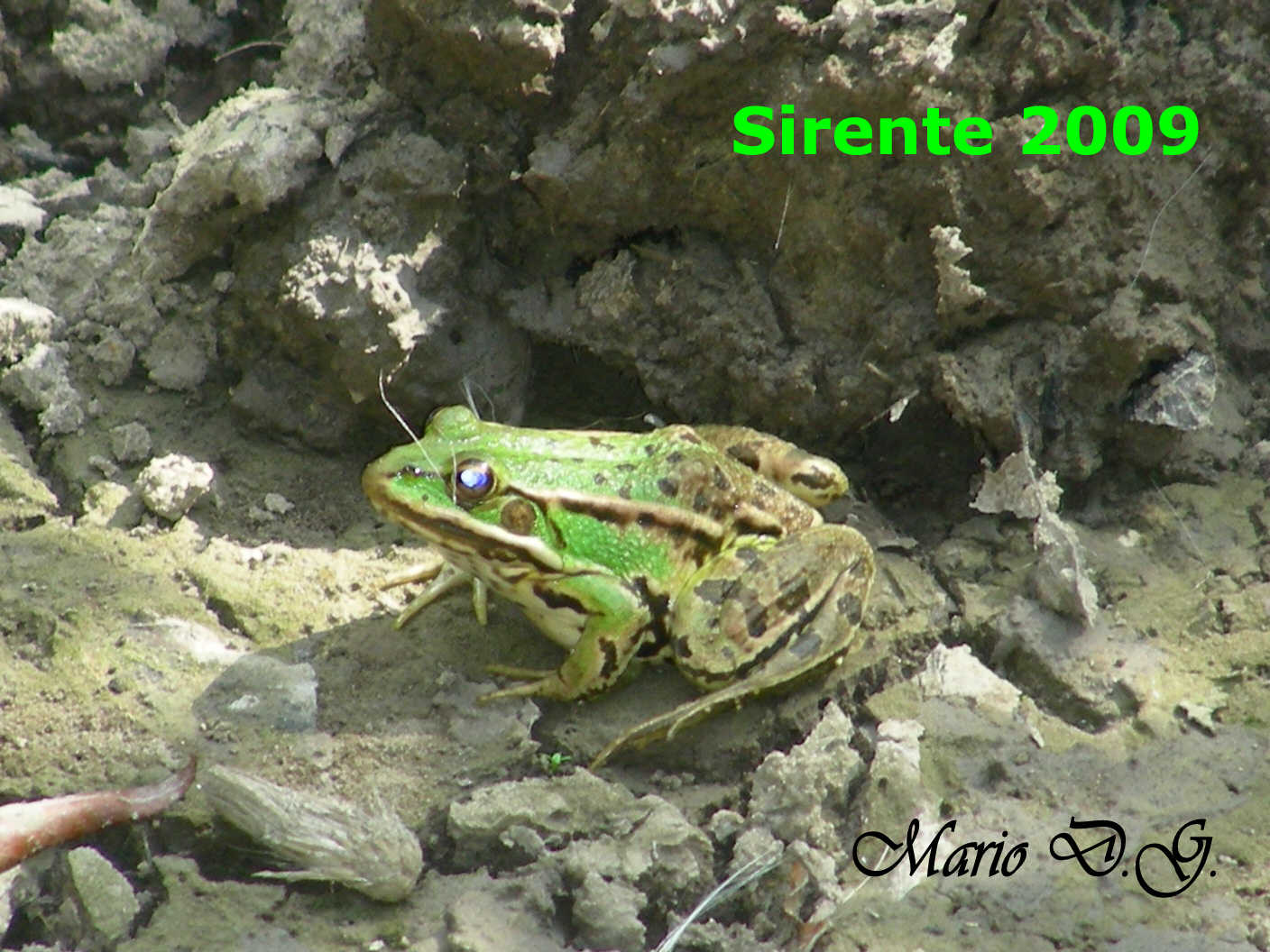 Da determinare - Pelophylax sp.